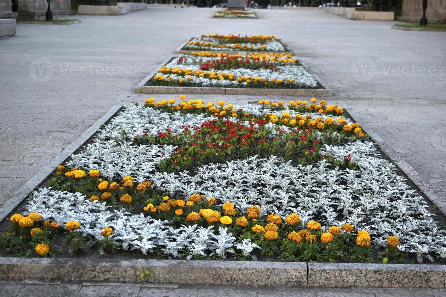 A bed of red and gray flowers in the city in summer photo
