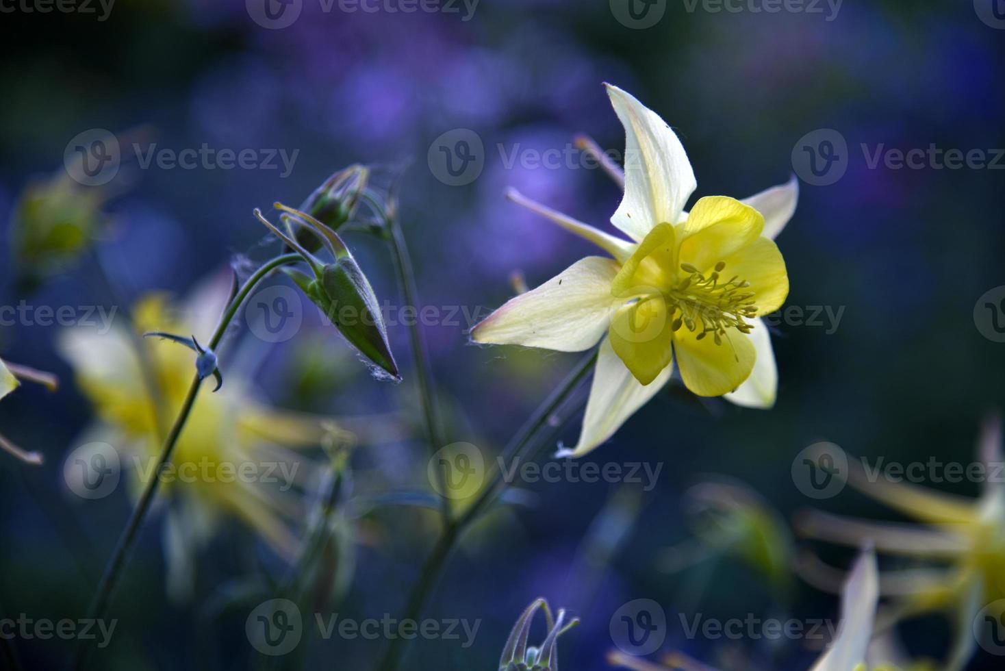 Yellow and blue flowers of the Ranunculaceae catchment in the evening in the light of the sun photo