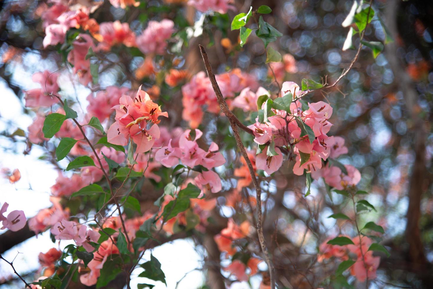 Beautiful  Bougainvillea photo