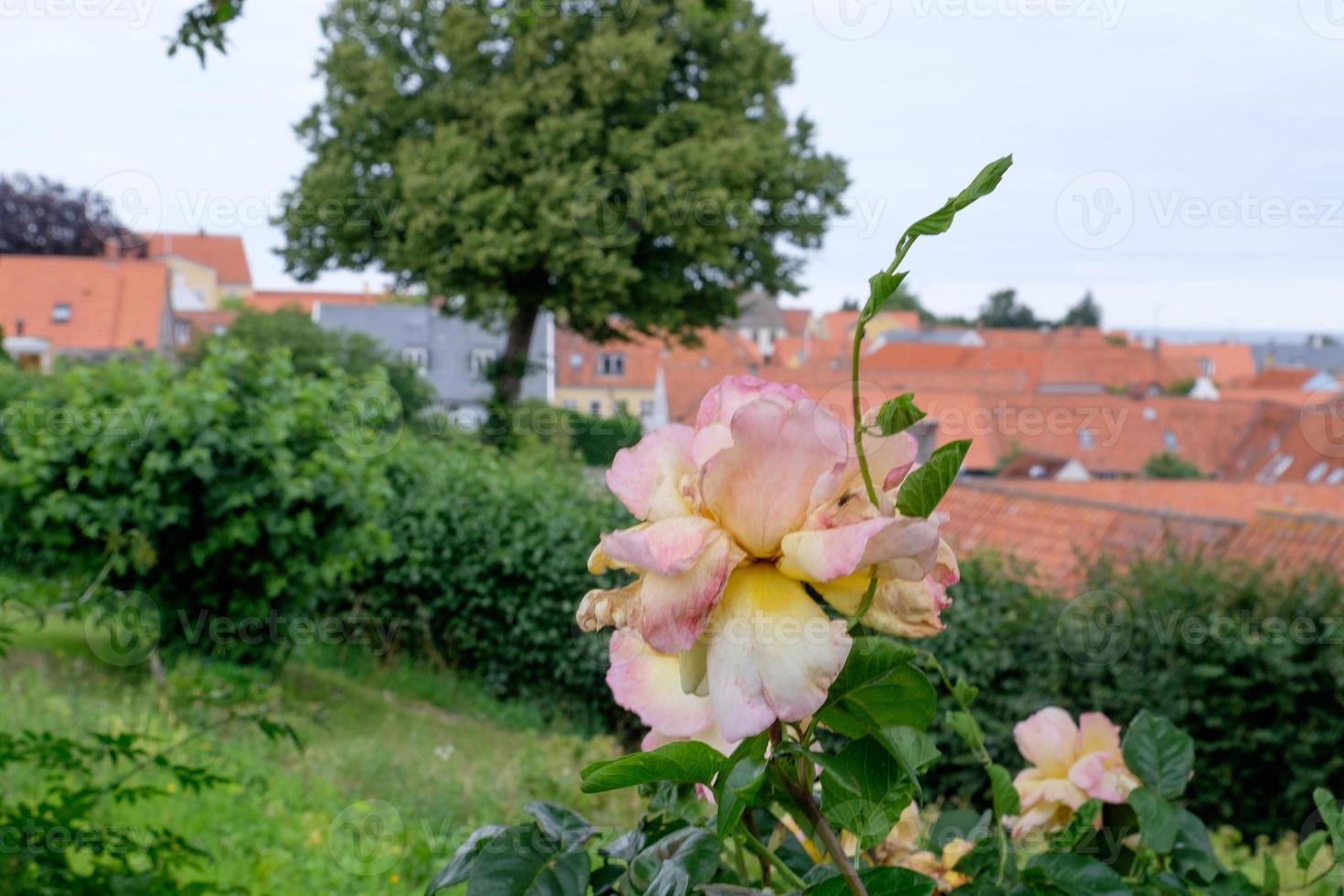 Svaneke on Bornholm island photo