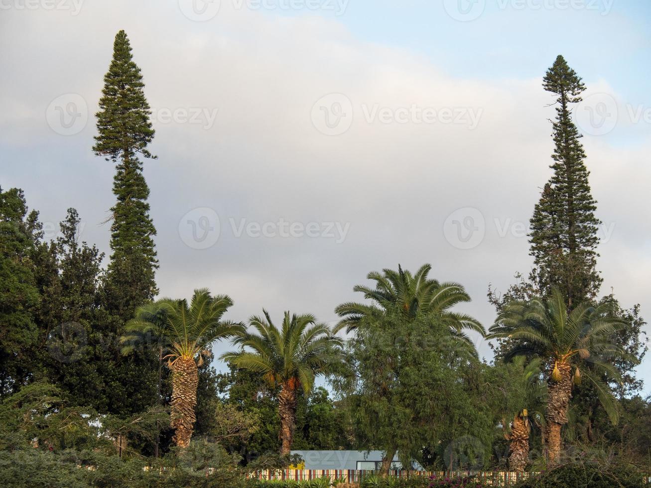 la isla de madeira foto