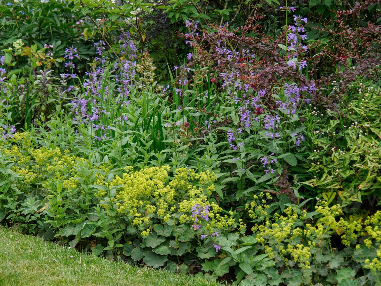 summer time in the garden photo