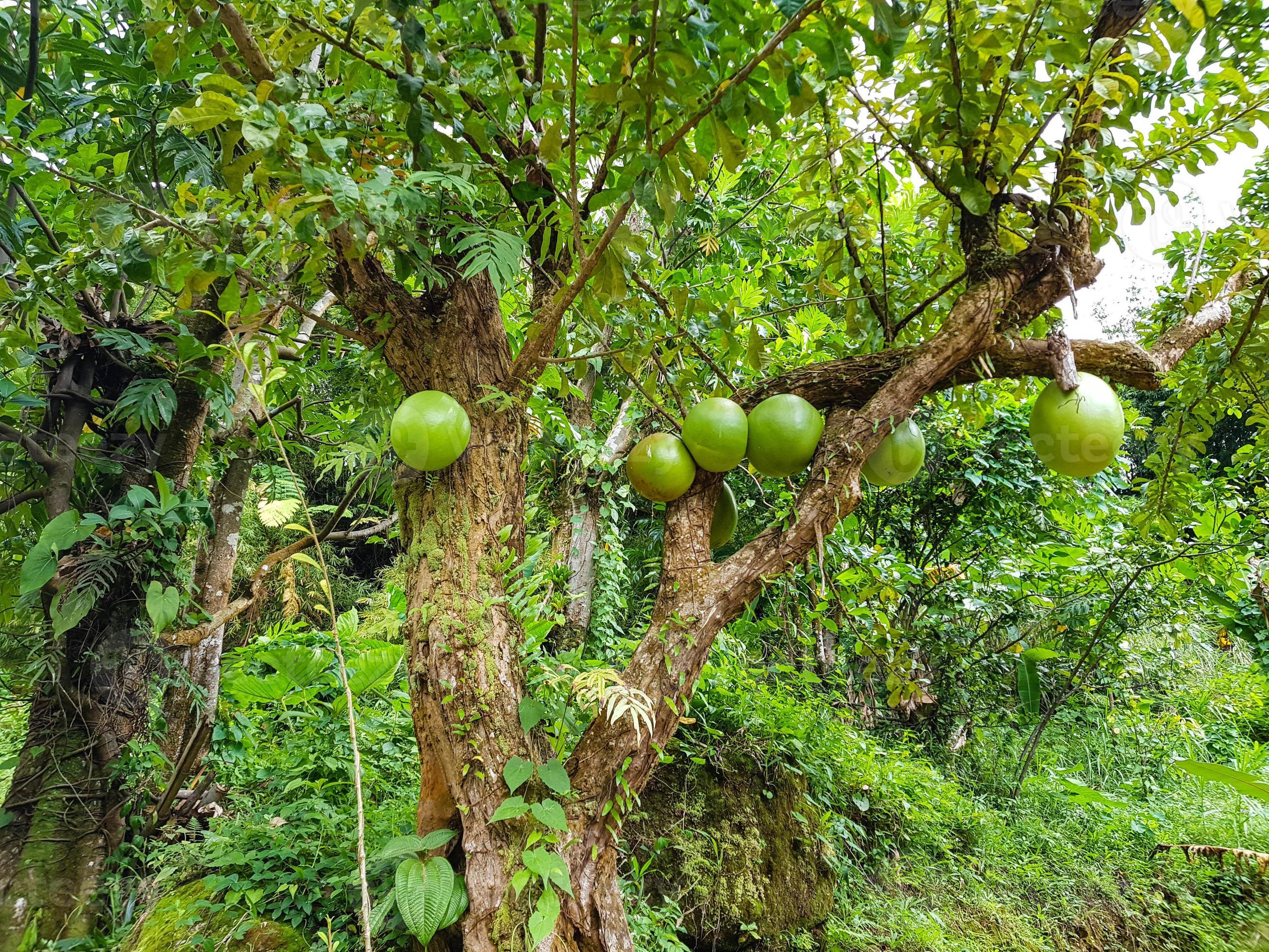 wild Calabash tree crescentia cujete in the jungle of Dominica 8599133  Stock Photo at Vecteezy