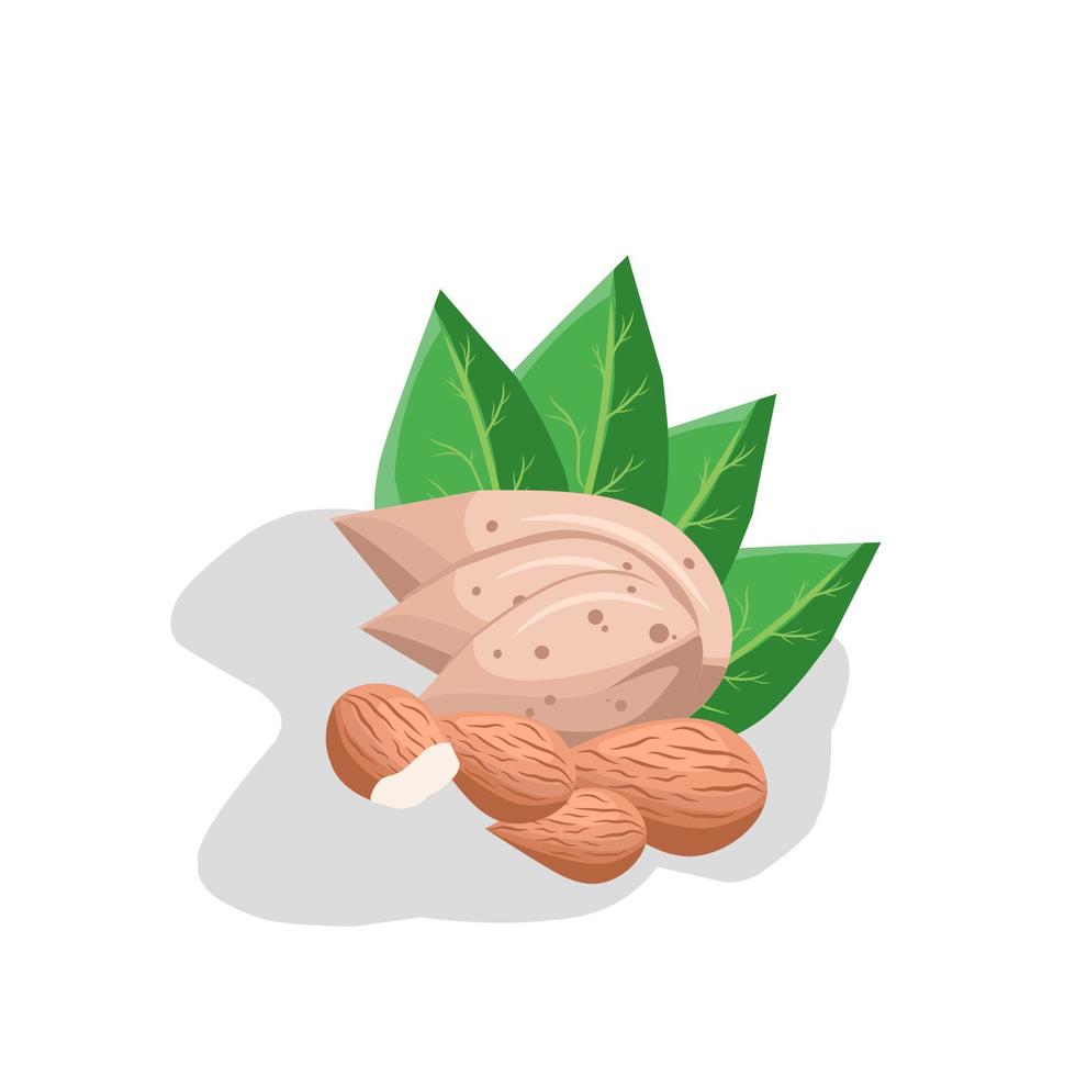 Illustration of almond nuts. Almonds, nuts icon. vector