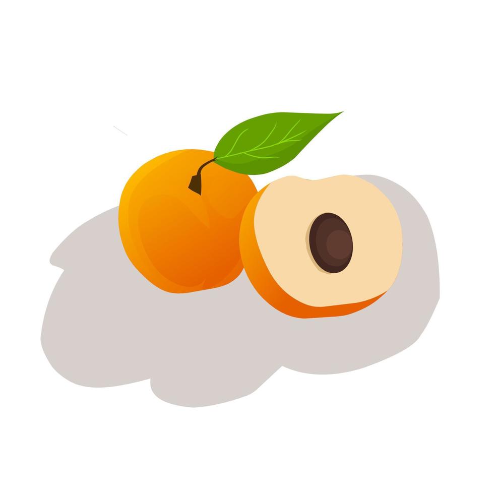 Illustration of apricot fruit. Apricot fruit icon, fruits. vector