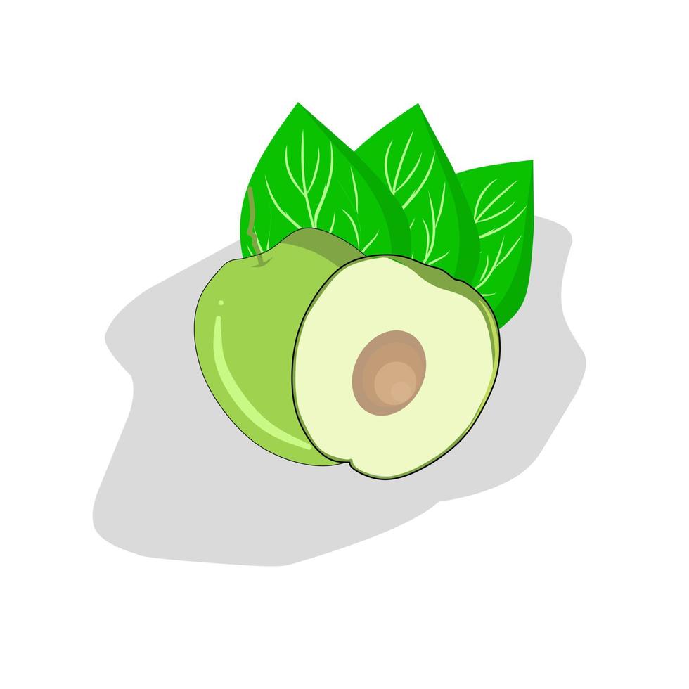 Illustration of bidara fruit. bidara icon. fruits vector