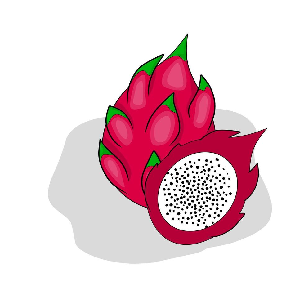 Dragon fruit illustration image.Dragon fruit icon.Fruits vector