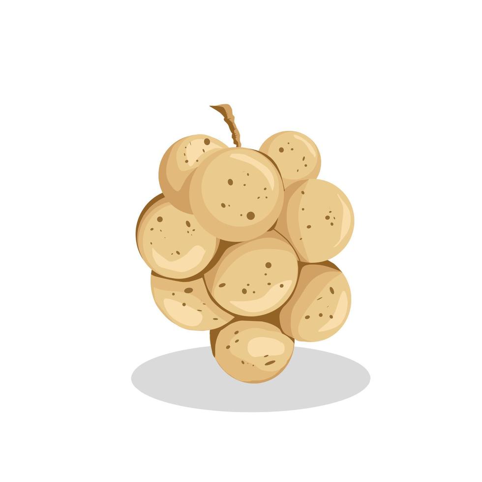Duku fruit illustration image. Duku fruit icon. Fruits vector