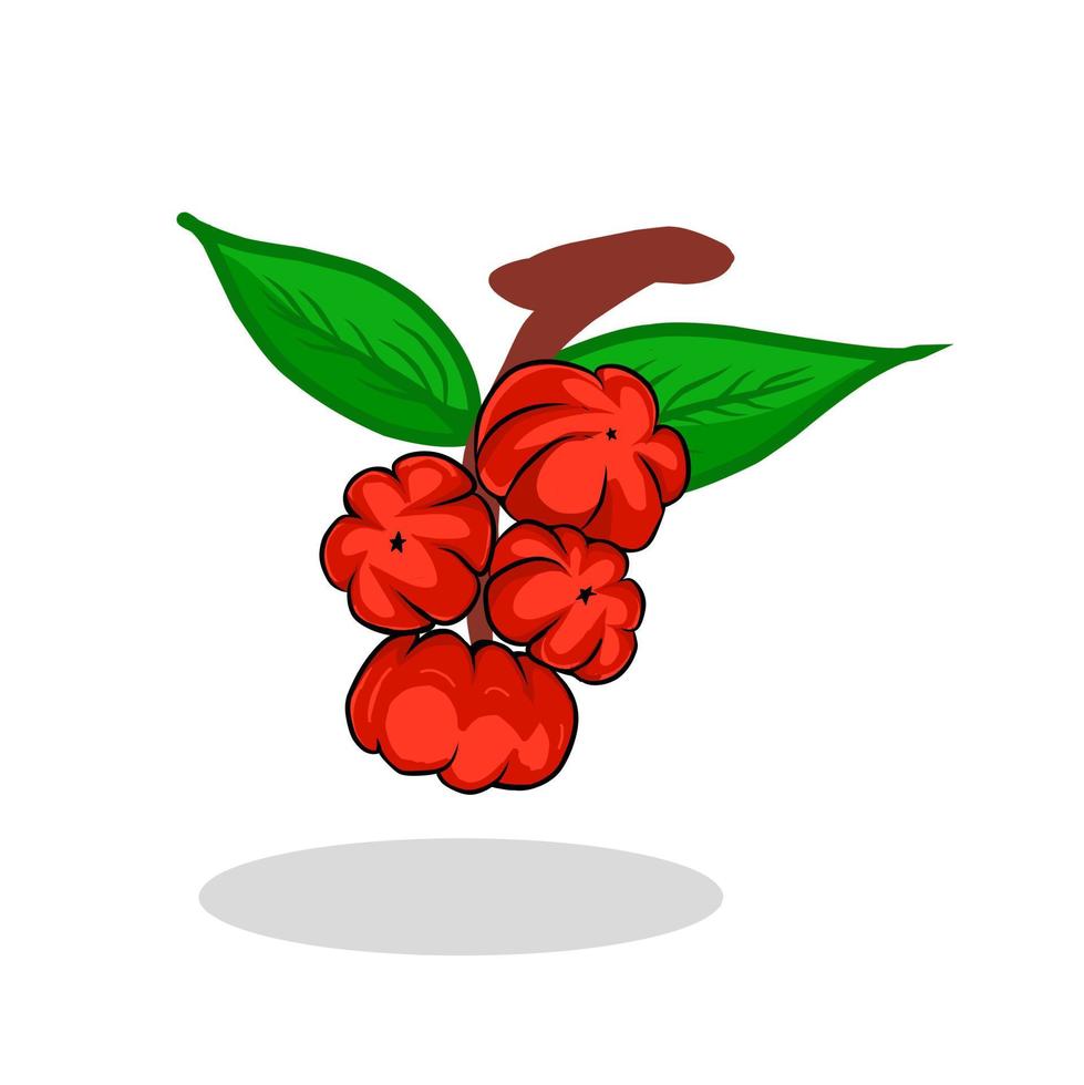 Illustration of an Otaheite gooseberry fruit. Oyahite gooseberry fruit icon. Fruits vector