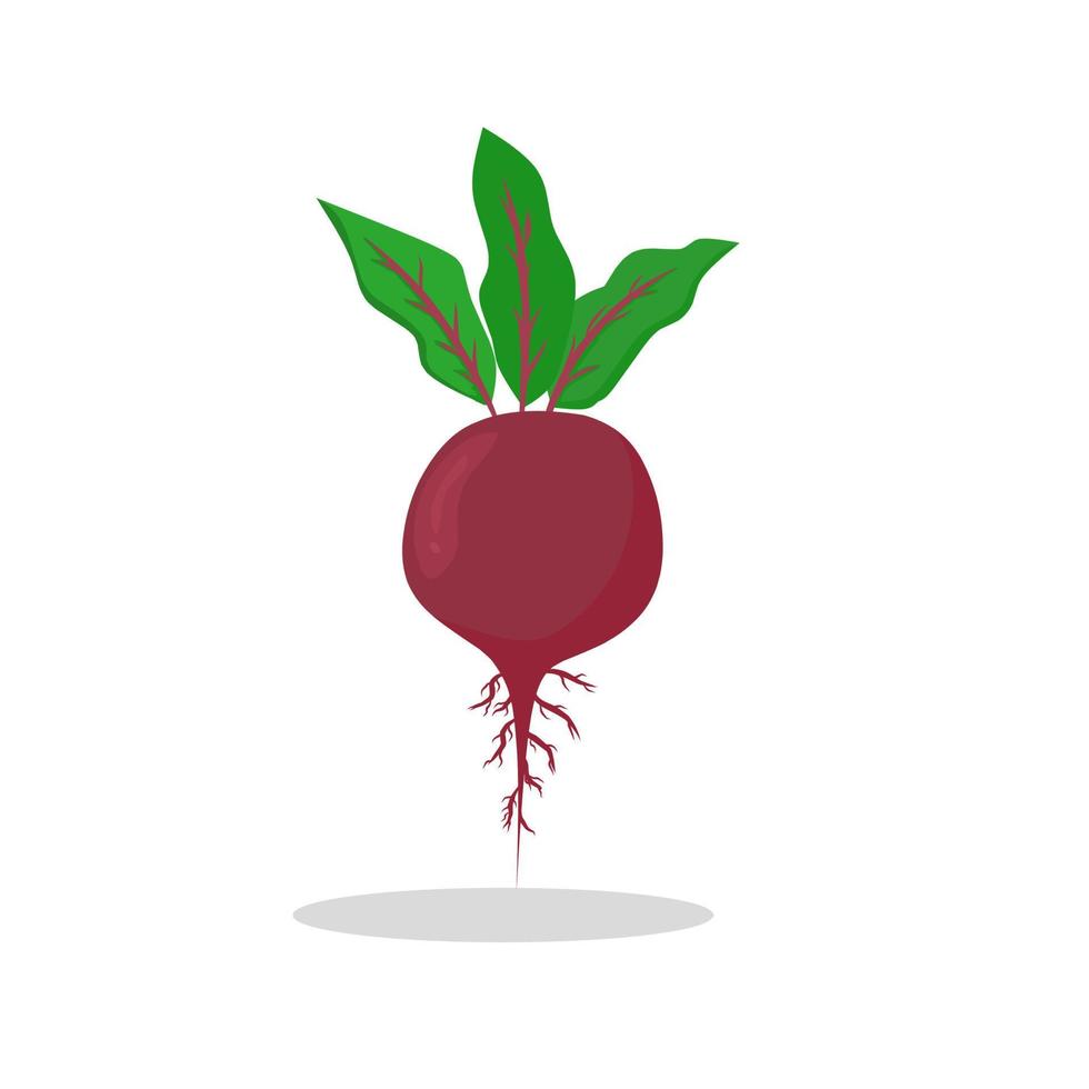 Illustration of beetroot. Beetroot icon. Fruits vector