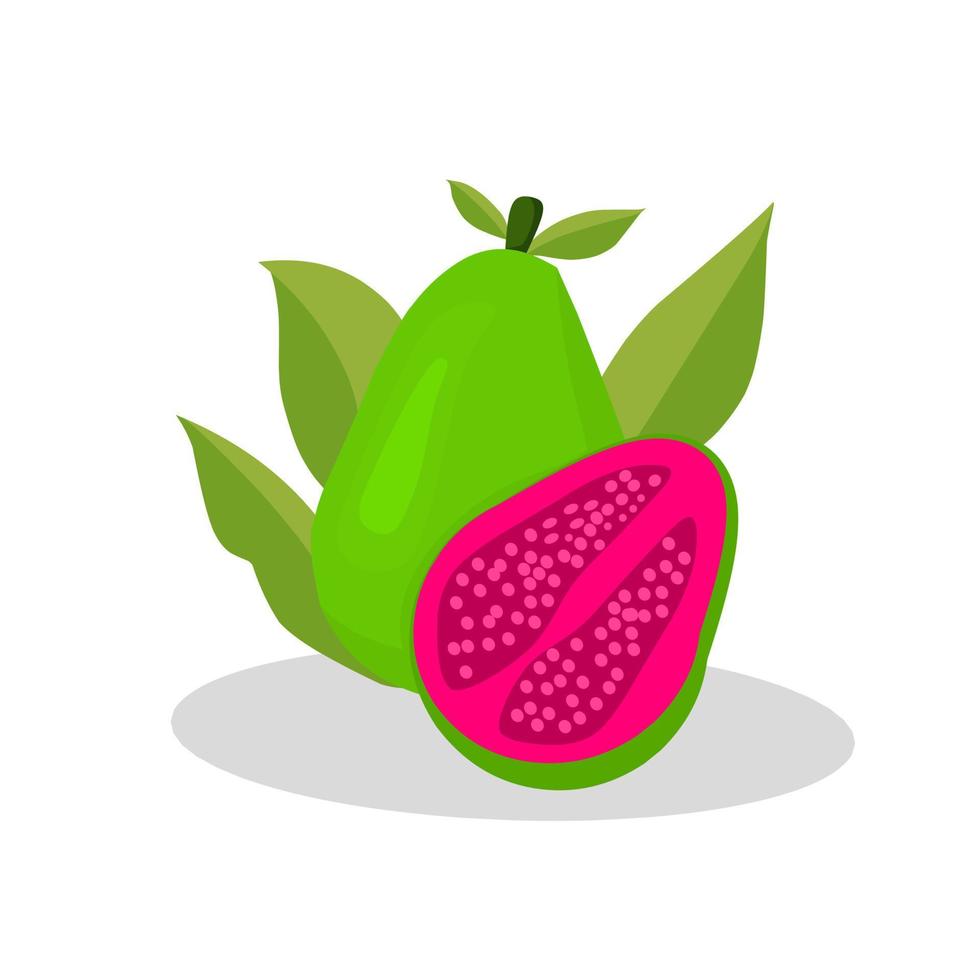 Illustration of guava fruit. Guava fruit icon. Fruits vector