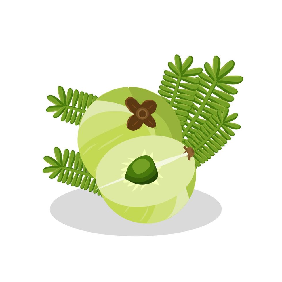 Gooseberry fruit illustration. Gooseberry fruit icon. Fruits vector