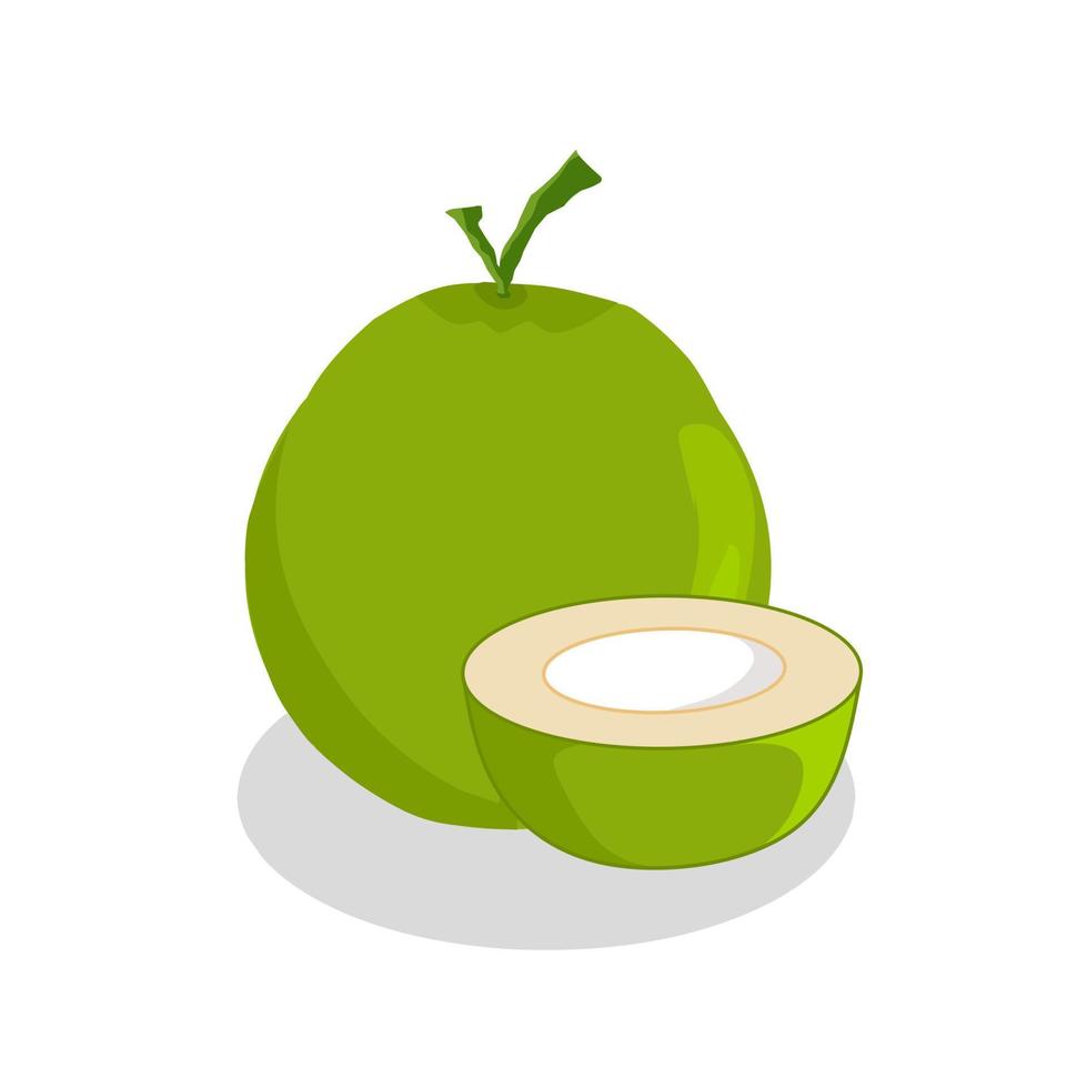 ilustración de fruta de coco. icono de fruta de coco. frutas vector