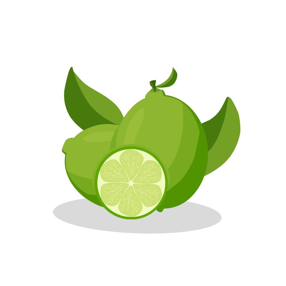 ilustración de una fruta de lima .icono de fruta de lima.frutas vector