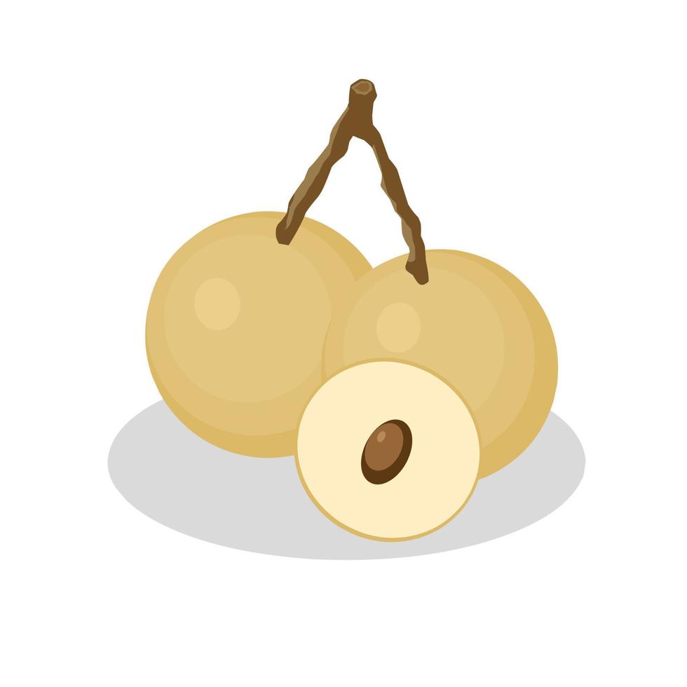 ilustración de longan fruit.longan fruit icon.fruits vector