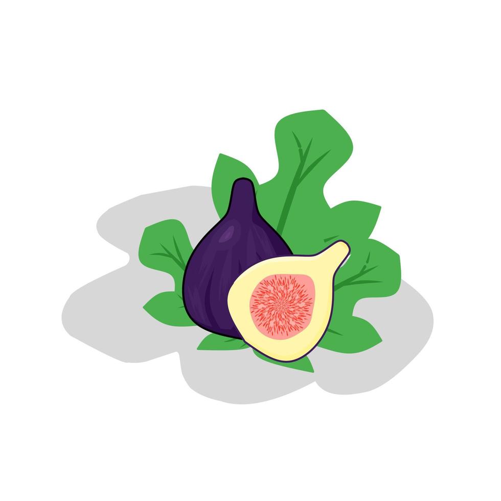 Illustration of a fig. Icon of a fig, fruit. vector