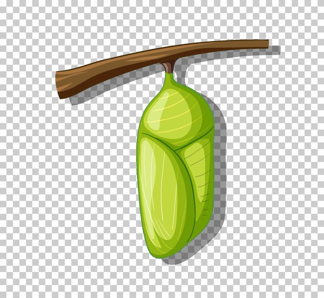 Chrysalis of monarch butterfly vector