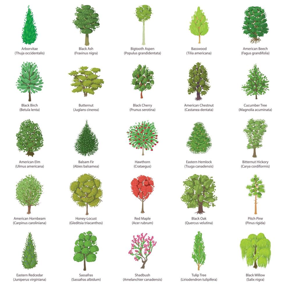 conjunto de iconos de tipos de árboles, estilo isométrico vector