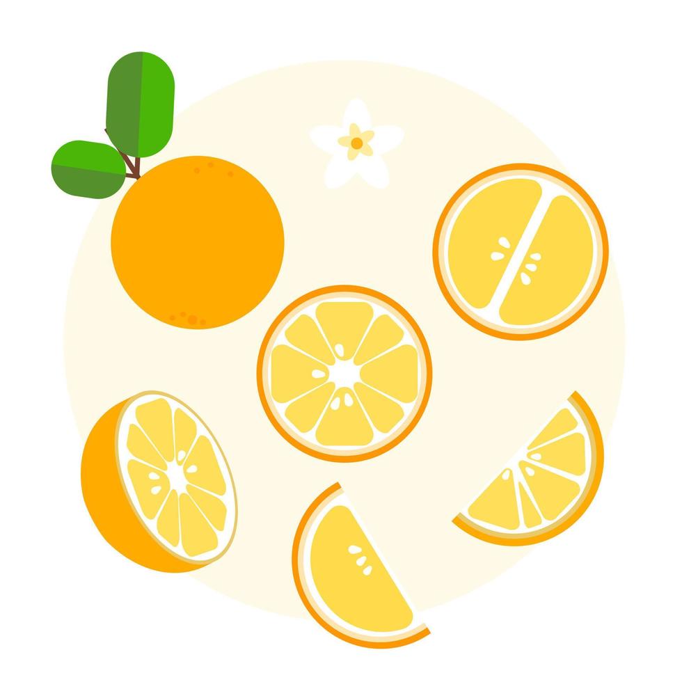 set of orange vector illustration