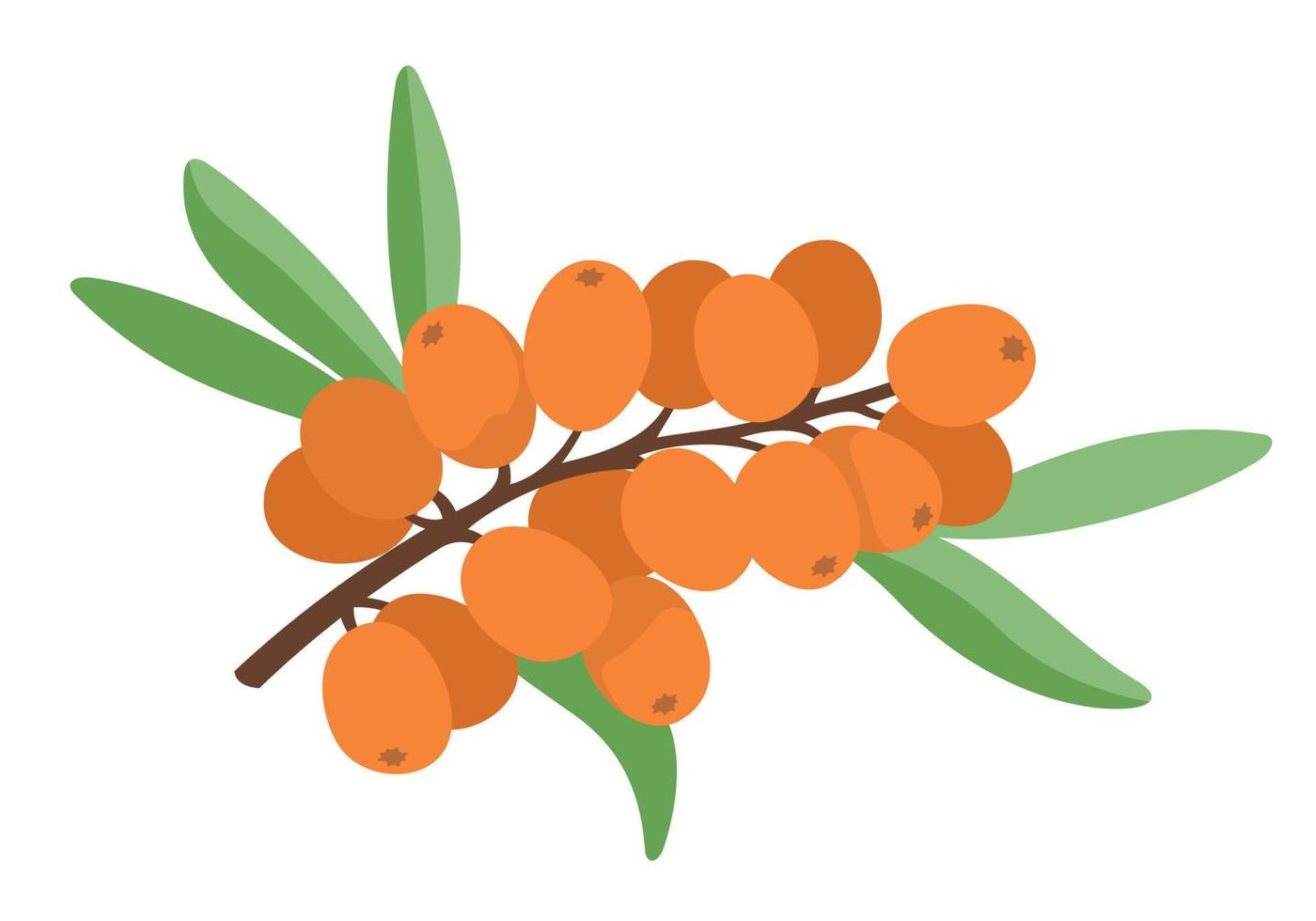 Sea buckthorn branch. vector