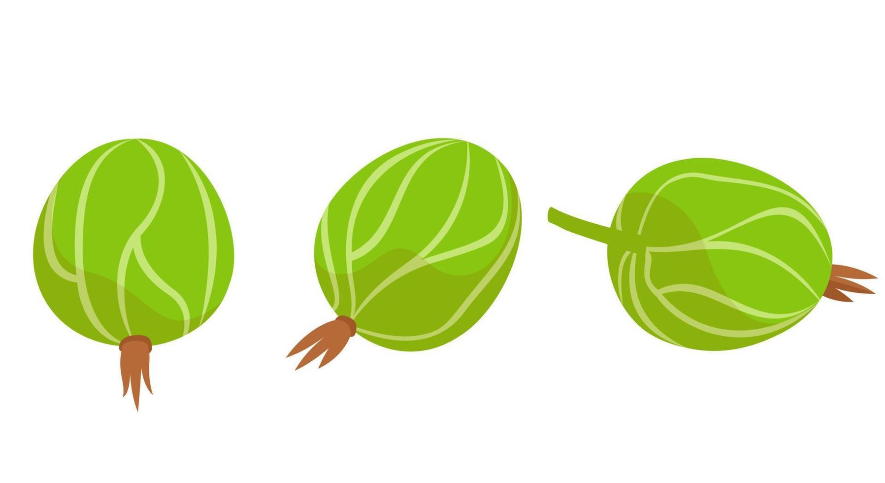 Gooseberry in different angles. vector