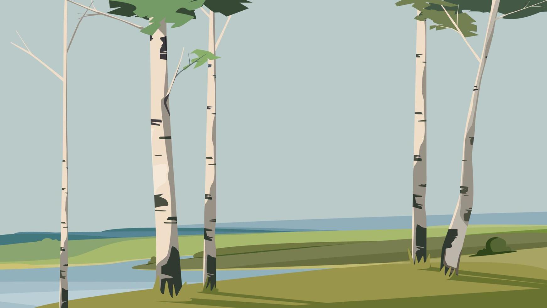 Birches on river bank. vector