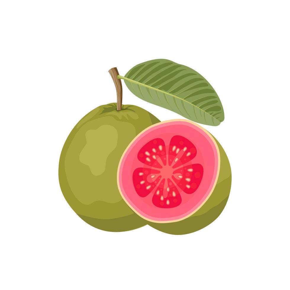 Vector illustration, Tropical fruit Guava, whole fruit and halved, isolated on white.