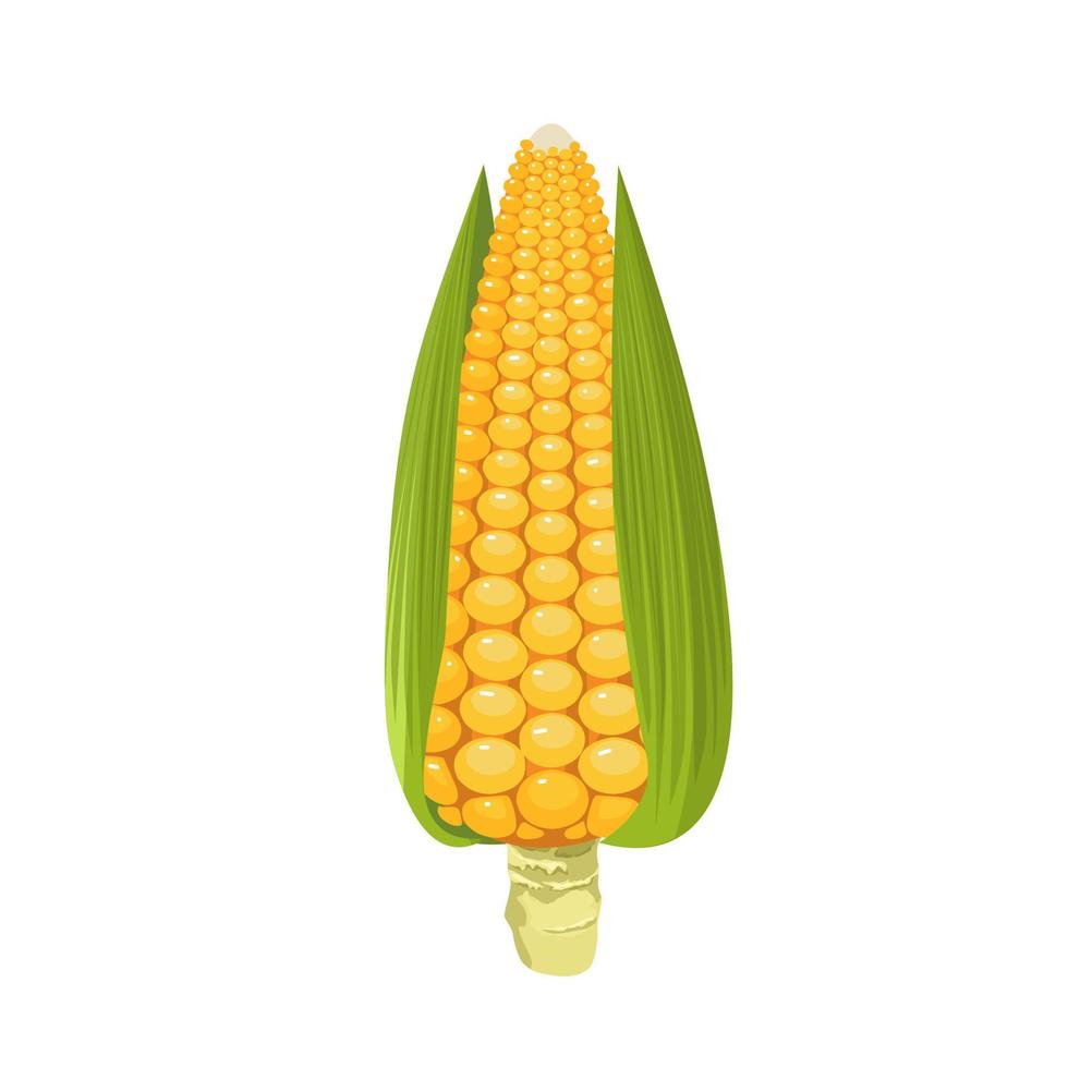 Vector illustration of a corn cob, isolated on a white background.