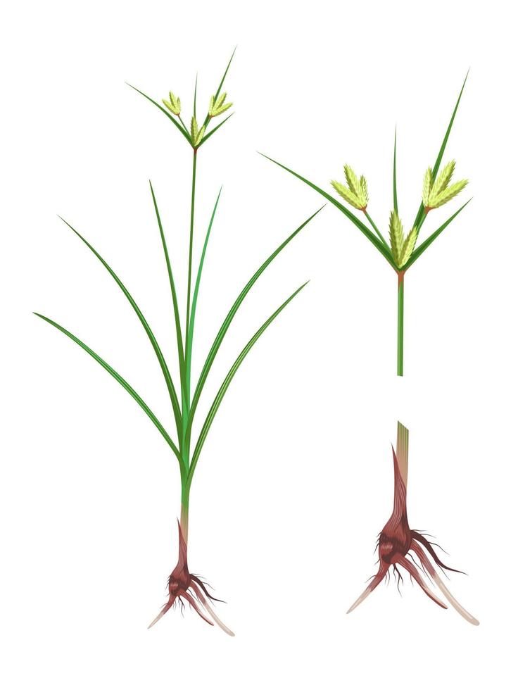 Vector illustration, set of nagarmotha or Cyperus rotundus, also called coco grass. isolated on white.