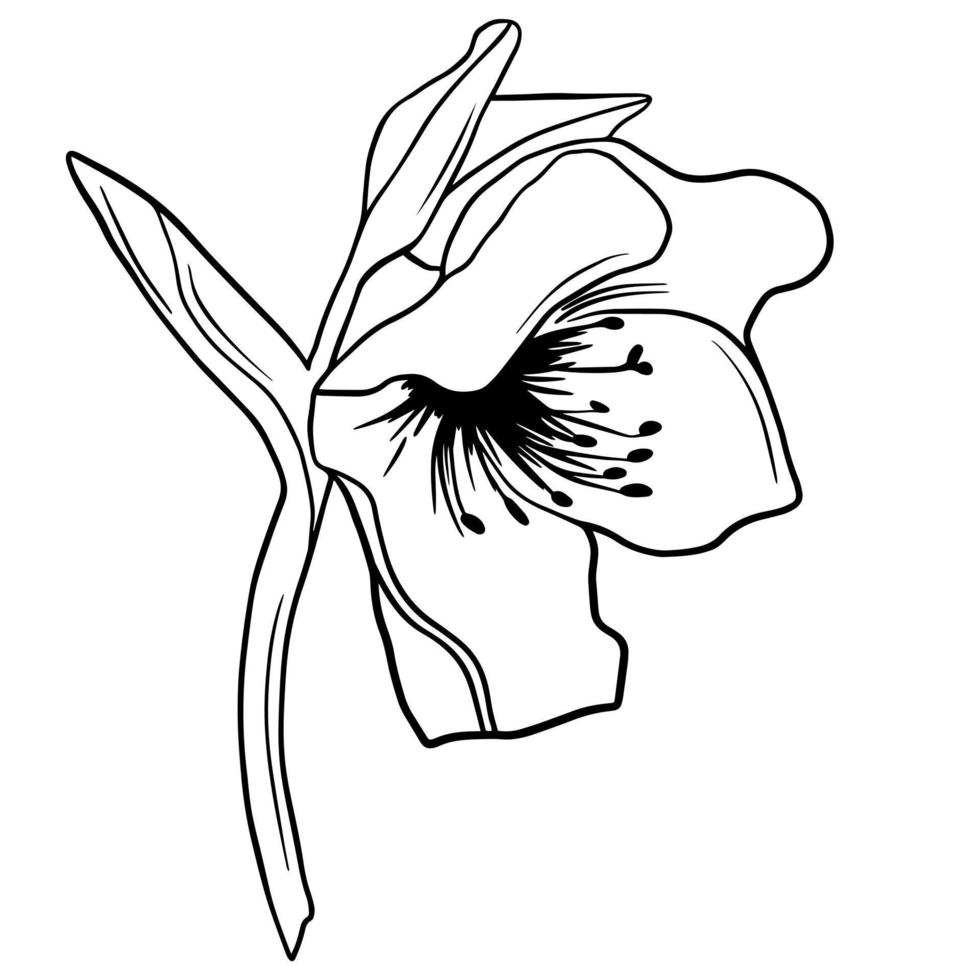 Black doodle of a hellebore. Hand drawn spring flowers illustration ...