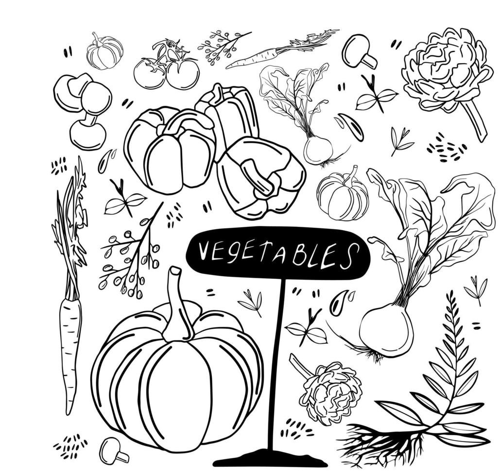conjunto de vectores de verduras. esbozar la colección de iconos de verduras. ilustración vectorial sencilla. garabatos negros. ilustración vegetal dibujada a mano.