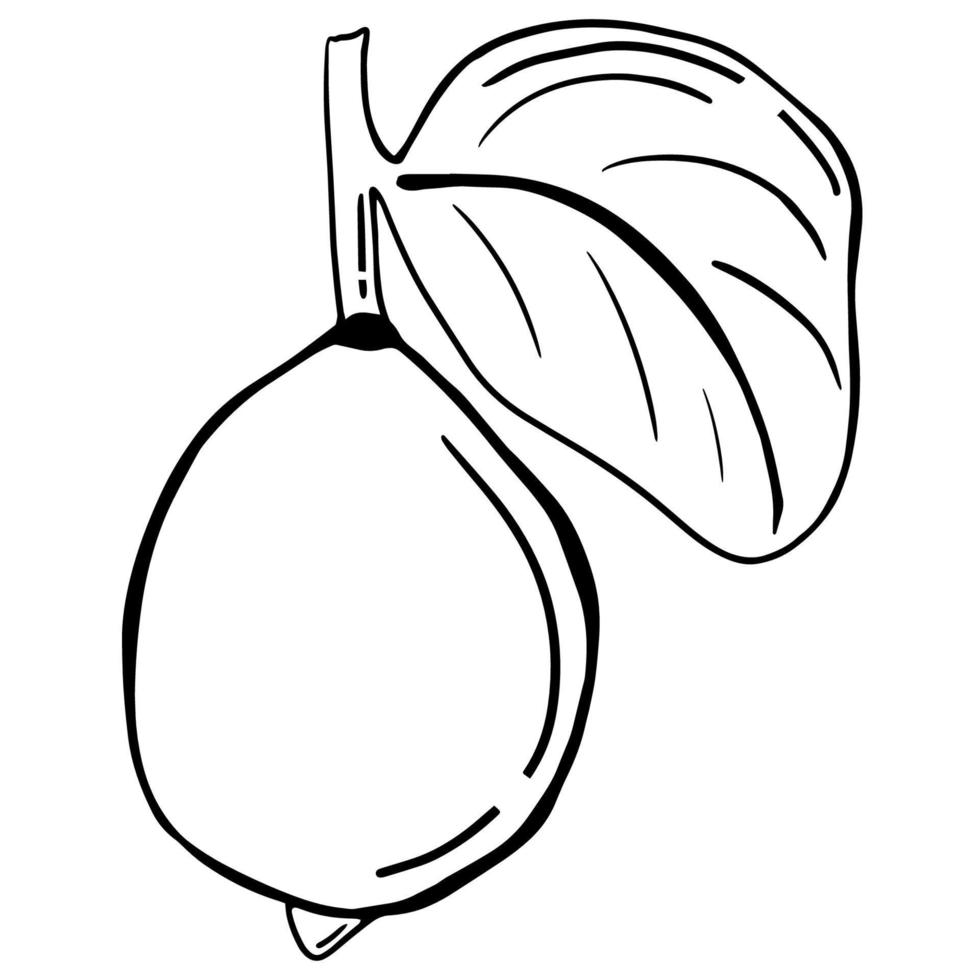 Black doodle of a lemon. Hand-drawn citrus illustration. vector