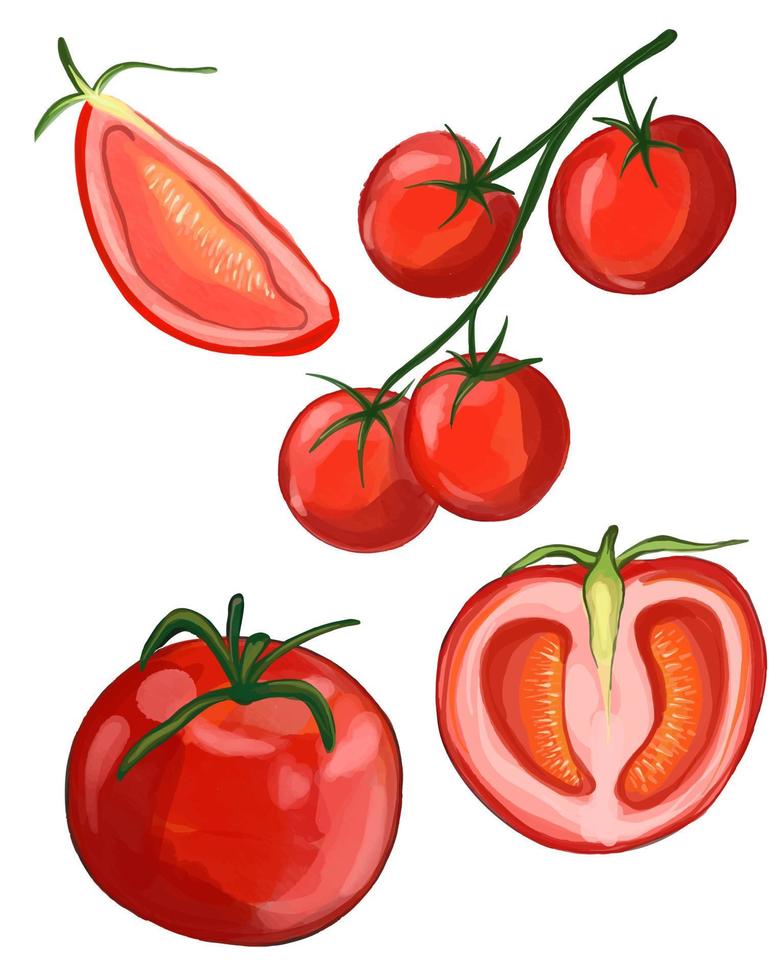 Vector Watercolor tomato collection. Half of red tomato isolated on white. Branch of fresh tomato with leaves, ripe red organic vegetable, close-up, vegetarian food, natural ingredient.