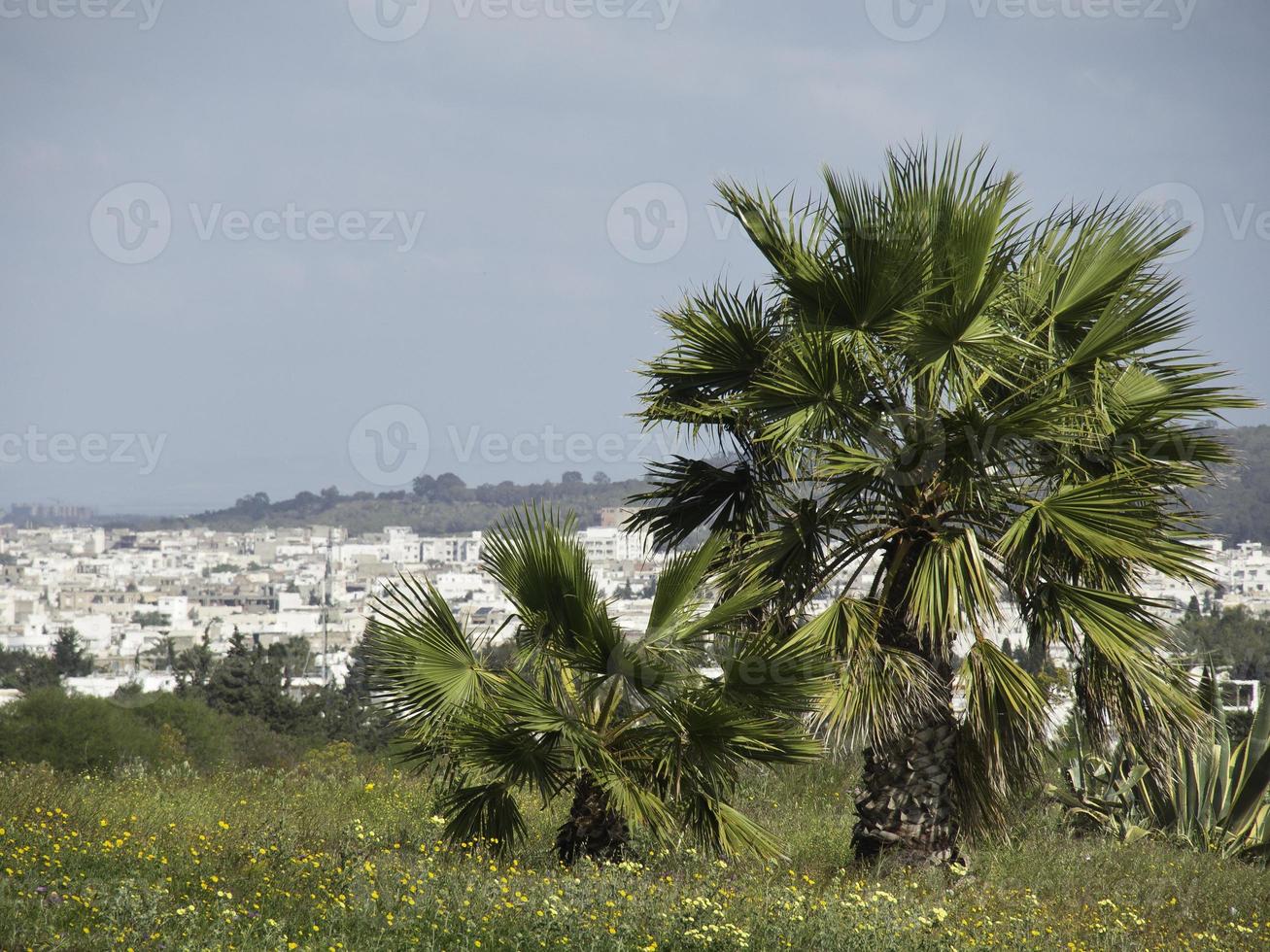 the city of tunis in tunisia photo