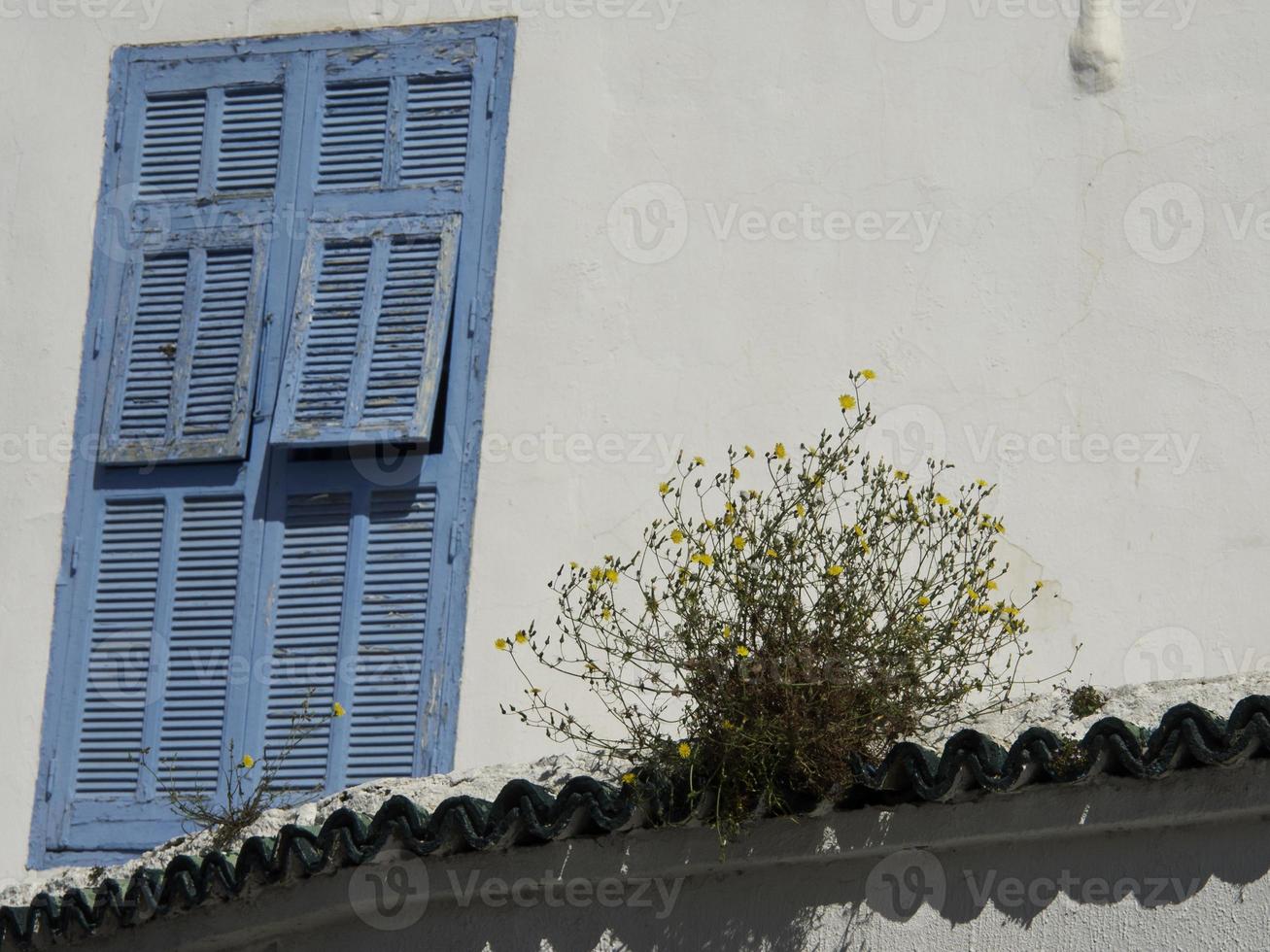 the city of tunis in tunisia photo