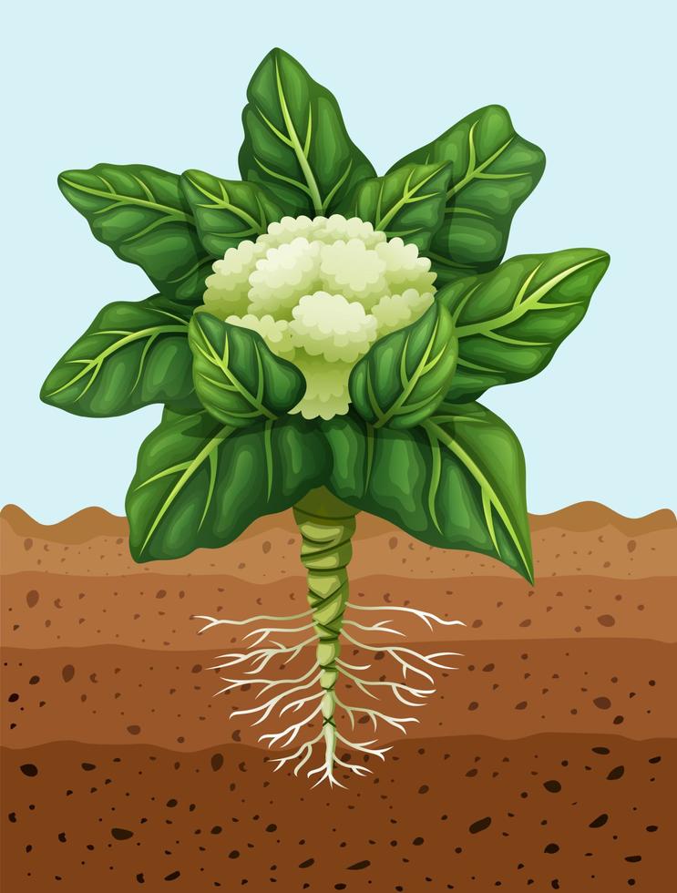 ilustración de plantación de coliflor en el suelo vector