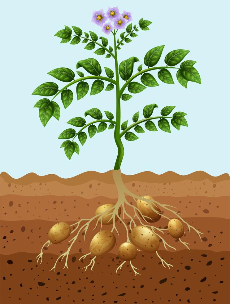 Potatoes planting in the ground vector