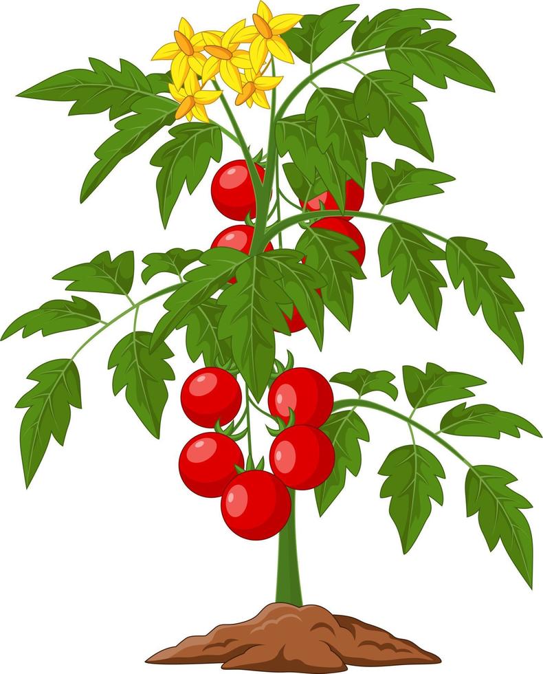 caricatura, tomate, planta, aislado, blanco, ilustración vector