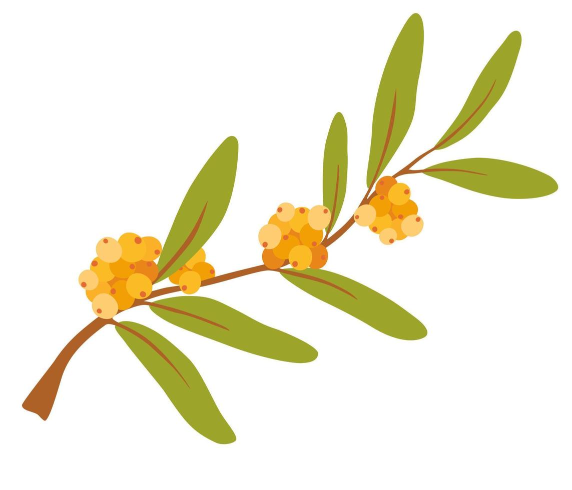 Sea-buckthorn. Ripe juicy Berries with Green Leaves. Food healthy ingredient. For cooking, cosmetic package design, medicinal herb, treating, half care, prints. Vector cartoon illustration.