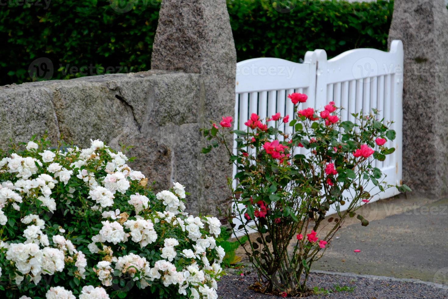 svaneke on Bornholm island photo