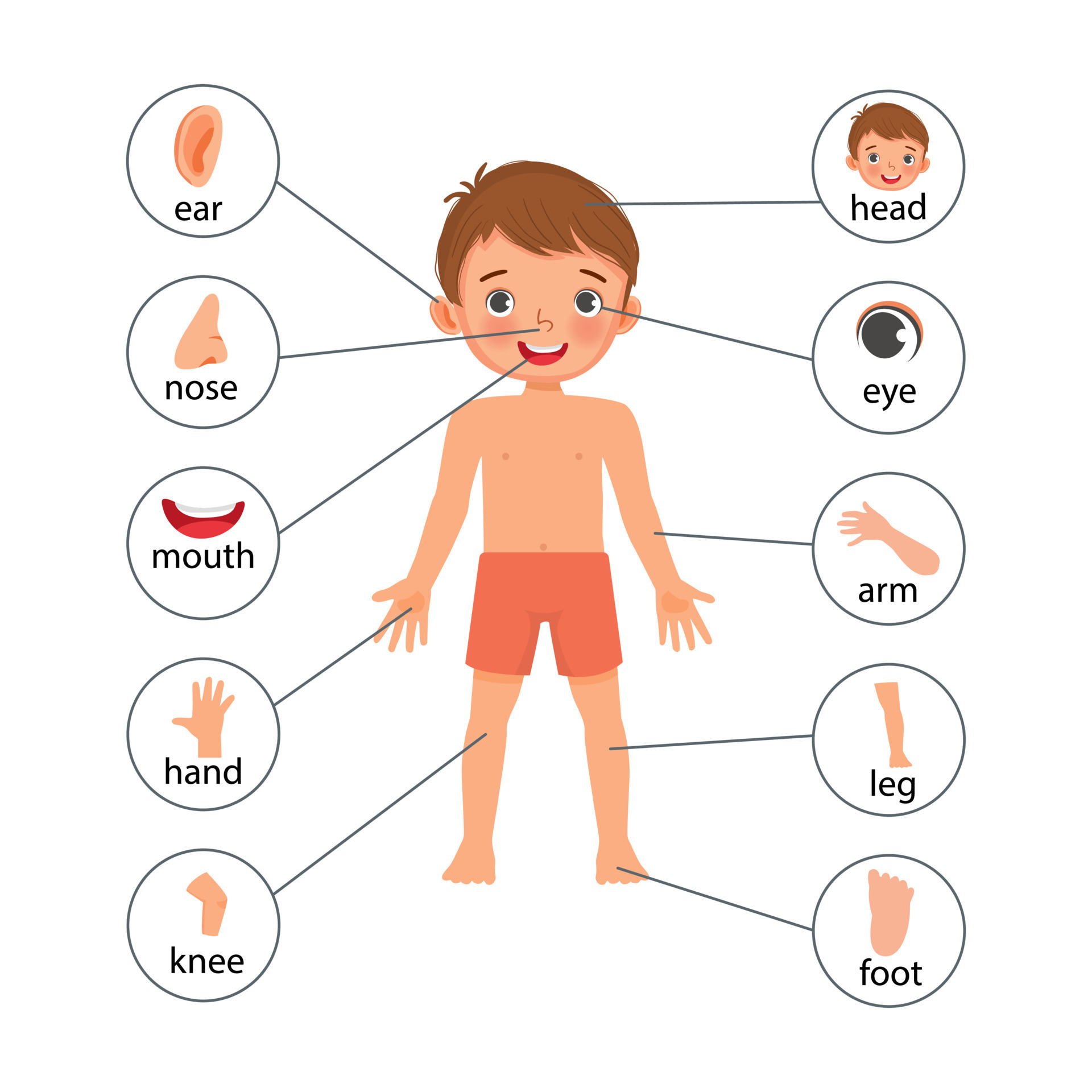 Little Boy Illustration Poster Of Human Body Parts With Diagram Text 