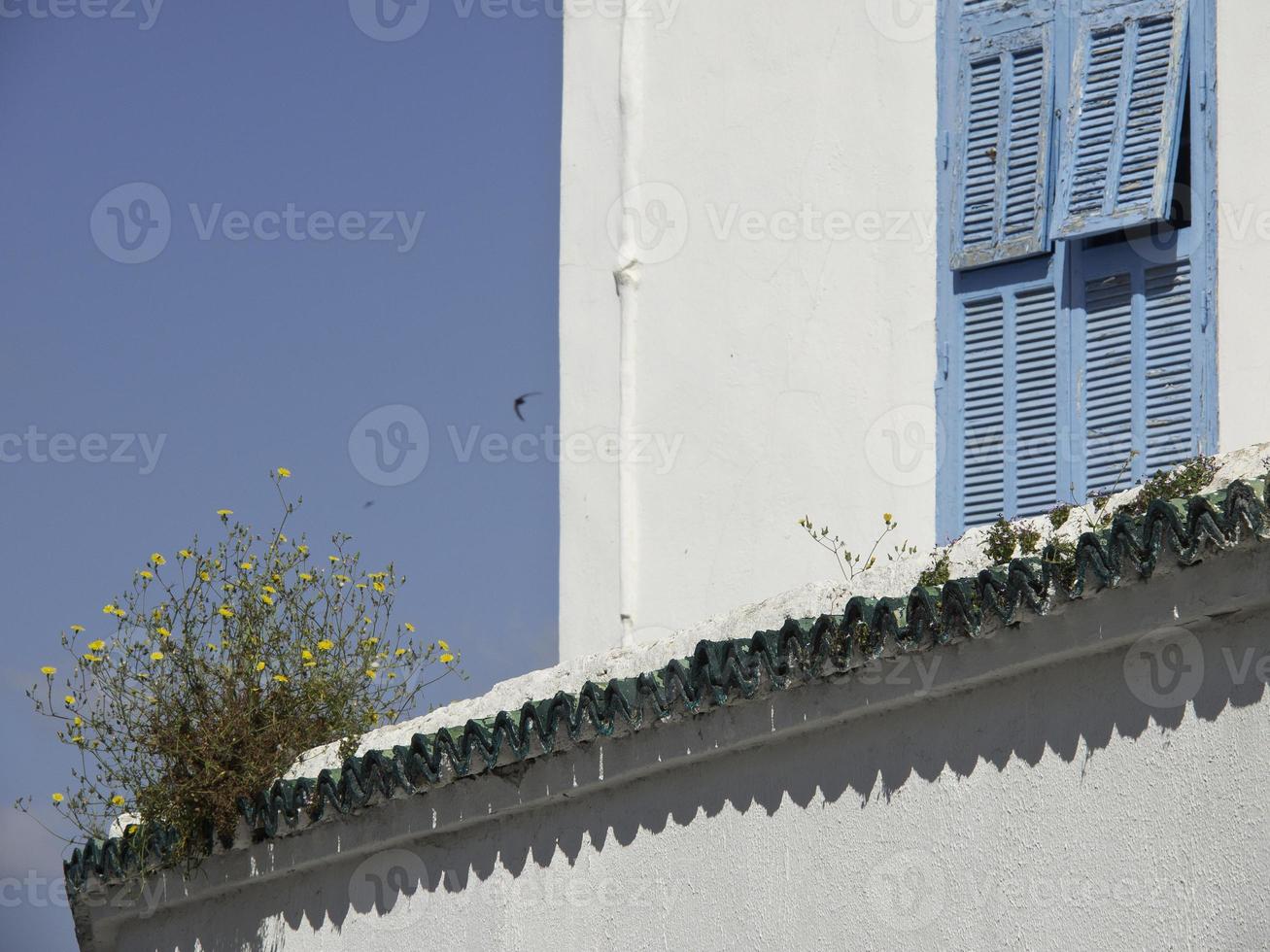 the city of tunis in tunisia photo