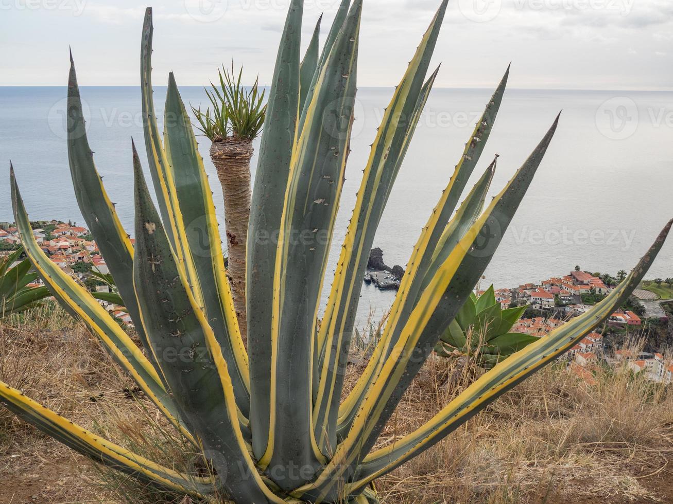 The portugese Island Madeira photo