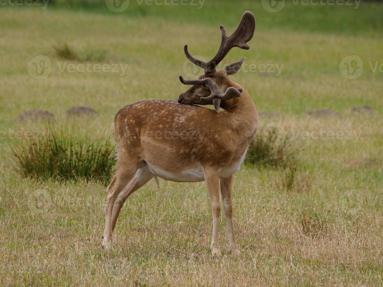 deers in westphalia photo