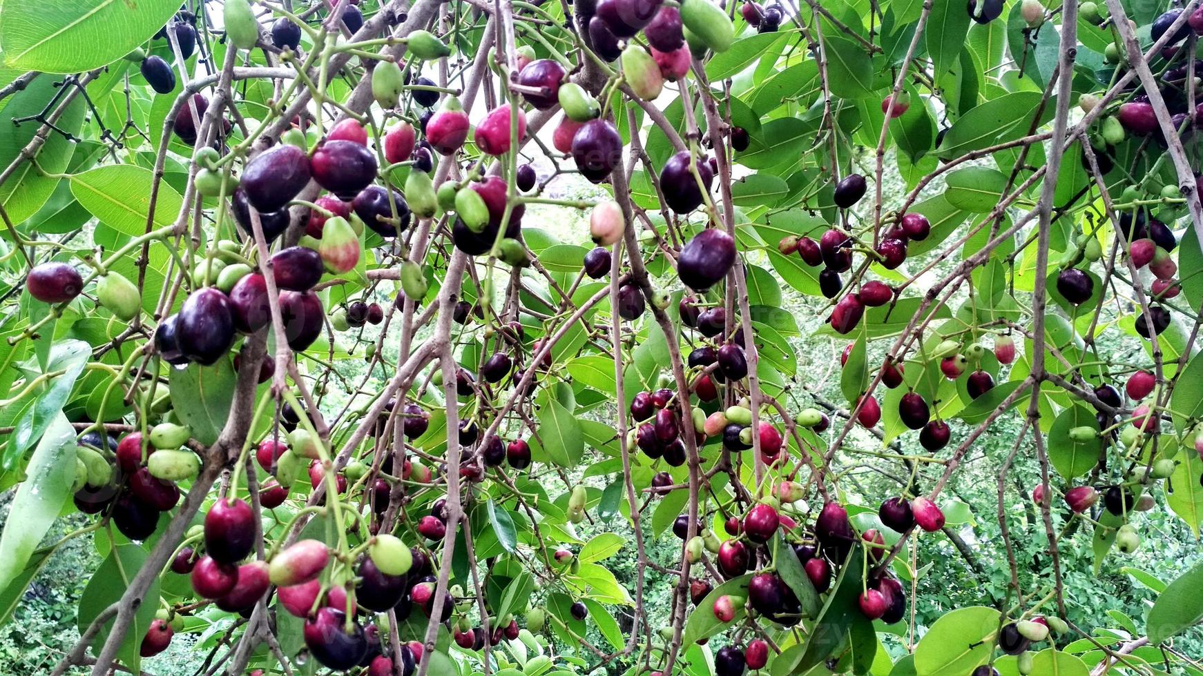 Where To Get Jamun Fruit In Usa Jamun Fruit Tree