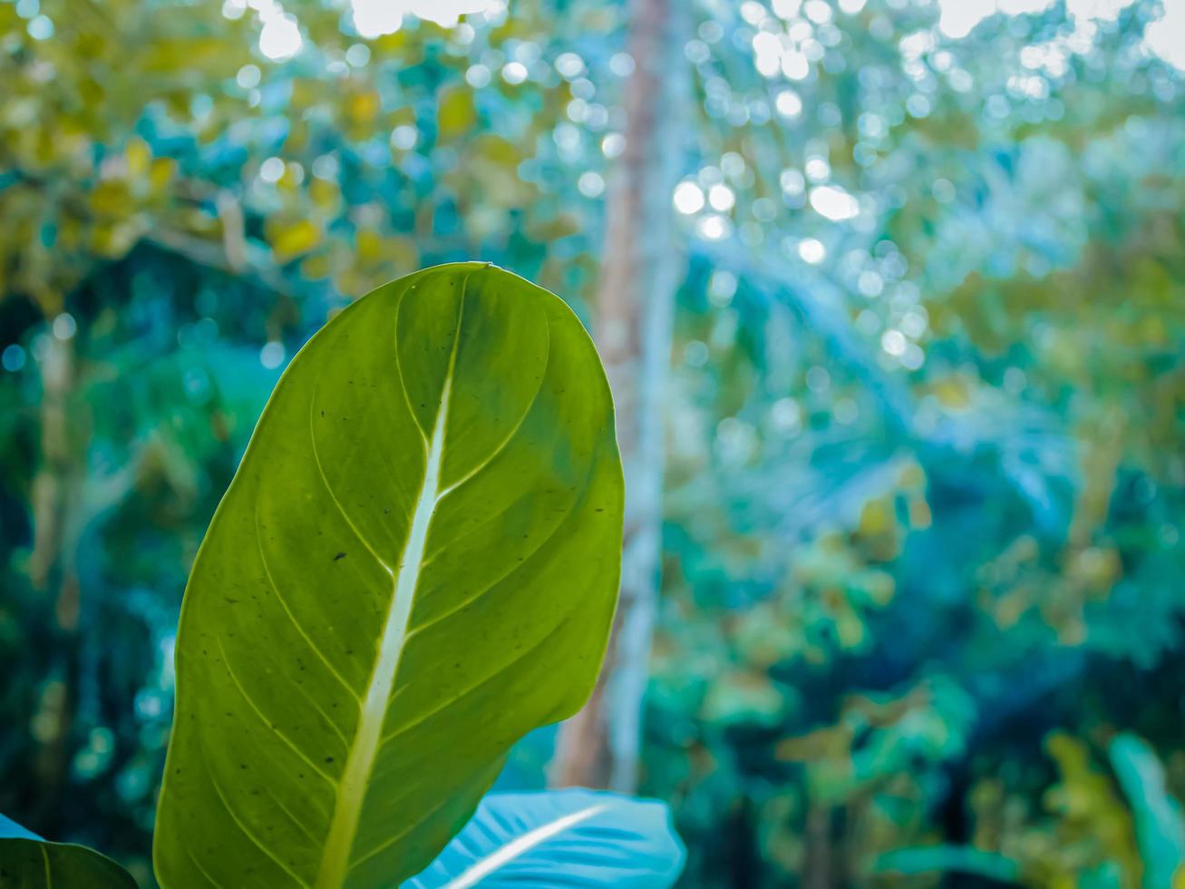 Pictures of plants in the garden photo