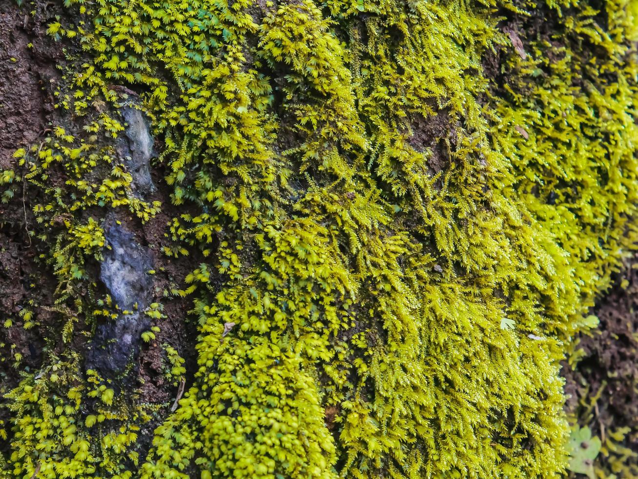 Green moss image photo