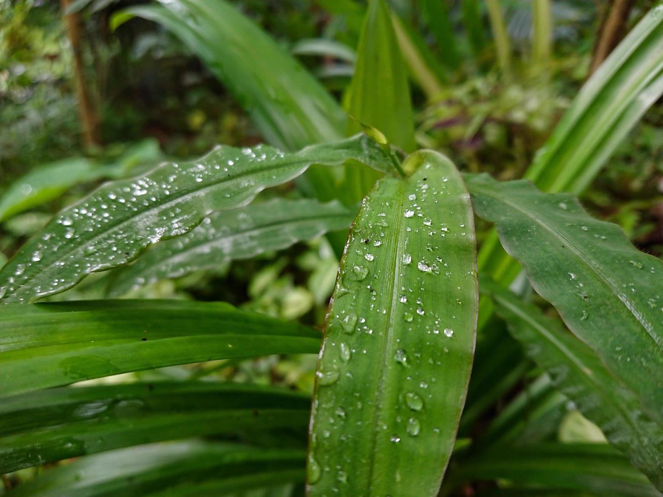 Image of dew on leaves photo