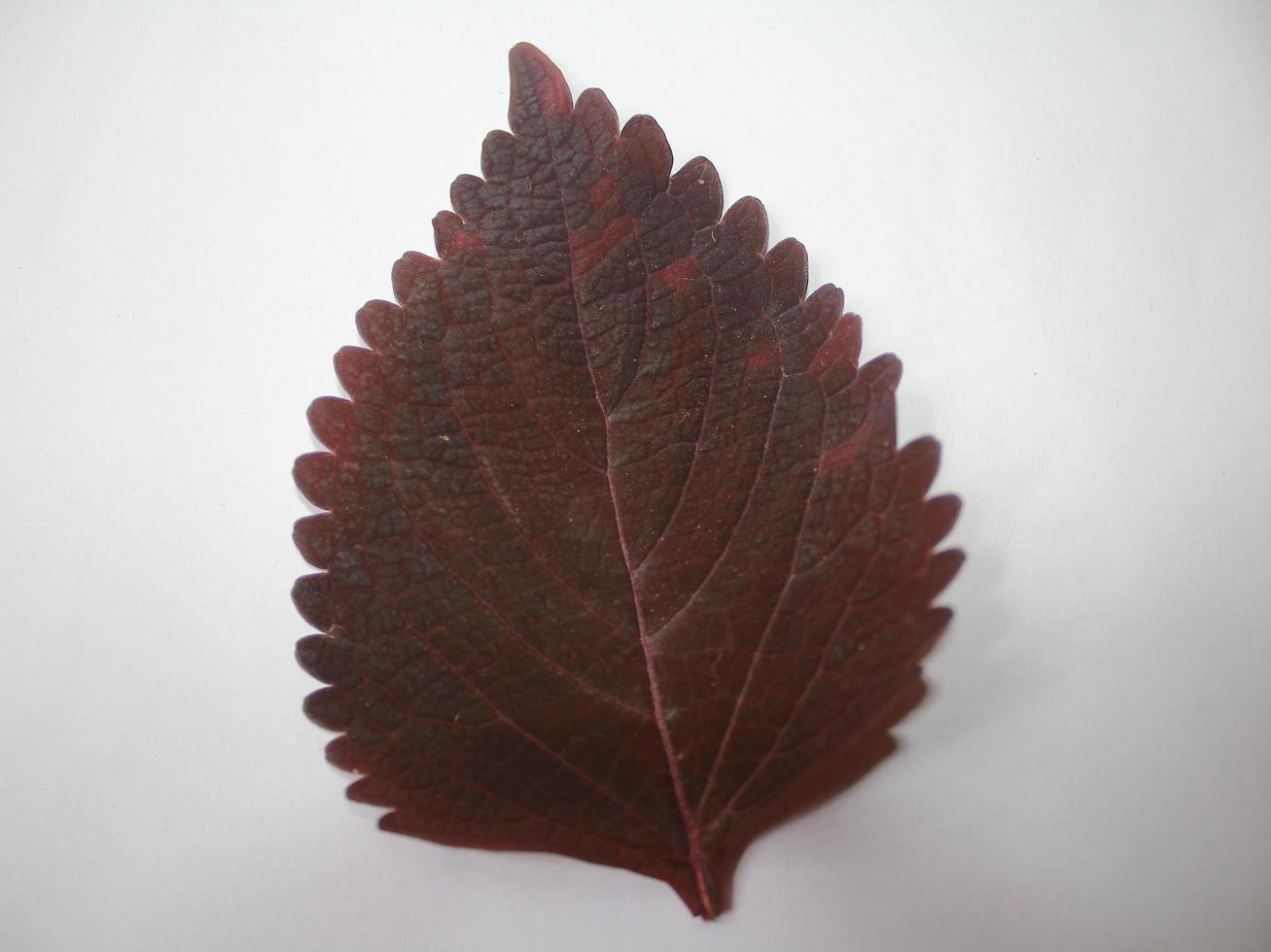 Image of leaves on a put background photo