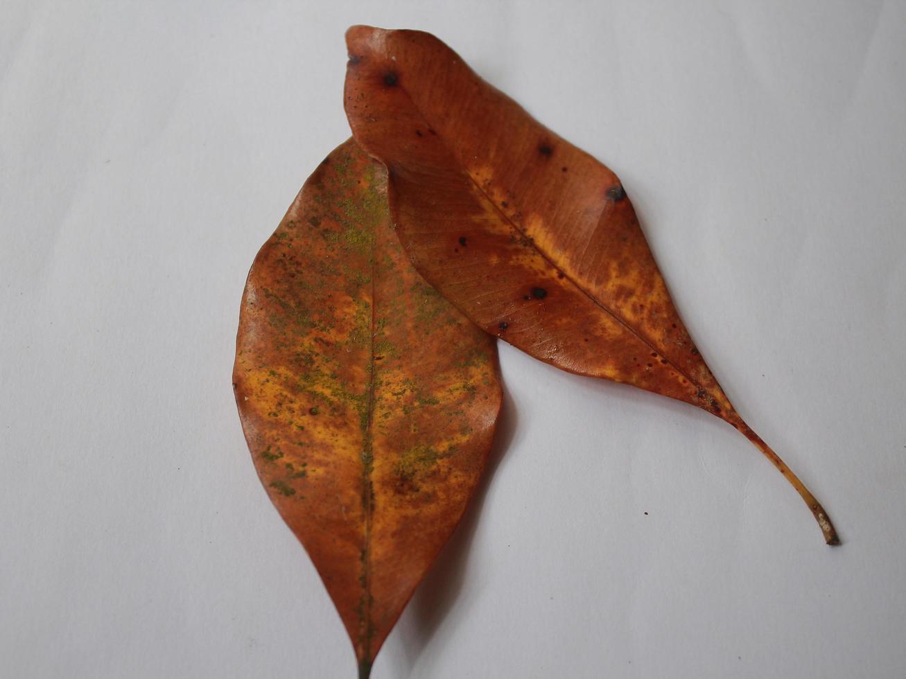 Image of leaves on a put background photo